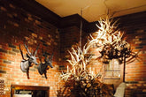 Antler Chandelier - 8 Light Magnolia Mule Deer